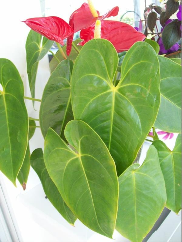 plantes d'intérieur les plus populaires plantes en pot fleurs anthurium flamant rose
