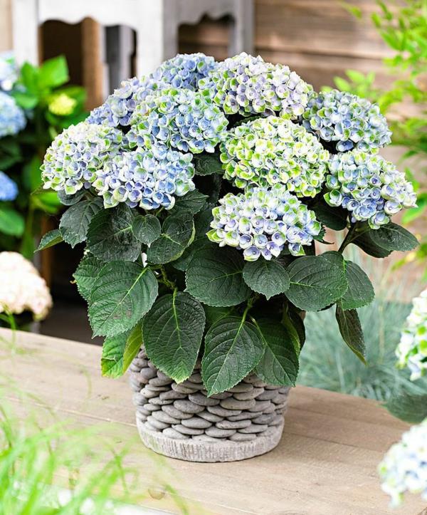 plantes d'intérieur les plus populaires plantes en pot hortensia en fleurs