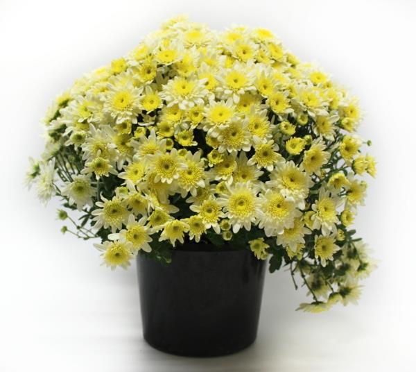 plantes d'intérieur les plus populaires plantes en pot chrysanthèmes en pot fleuris