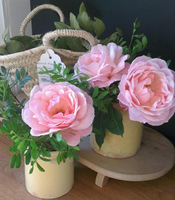 plantes d'intérieur les plus populaires plantes en pot fleurs roses en pot