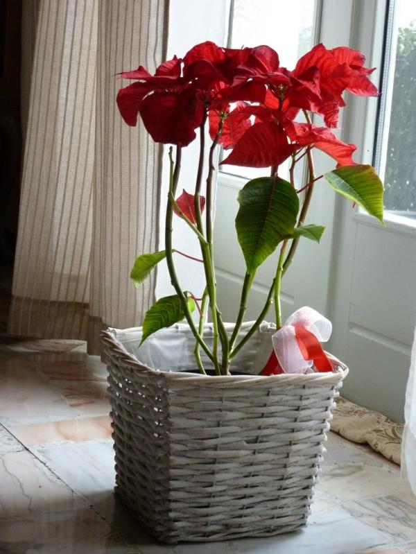 plantes d'intérieur les plus populaires plantes en pot poinsettia euphorbia pulcherrima