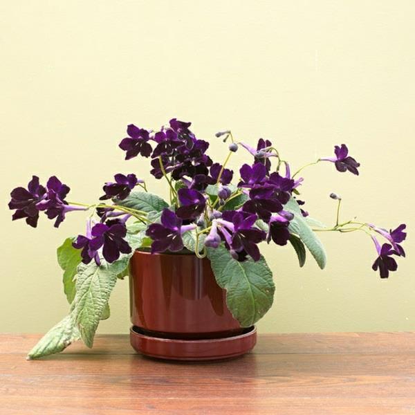 Plantes d'intérieur en fleurs Streptocarpus twist plantes fruitières en pot