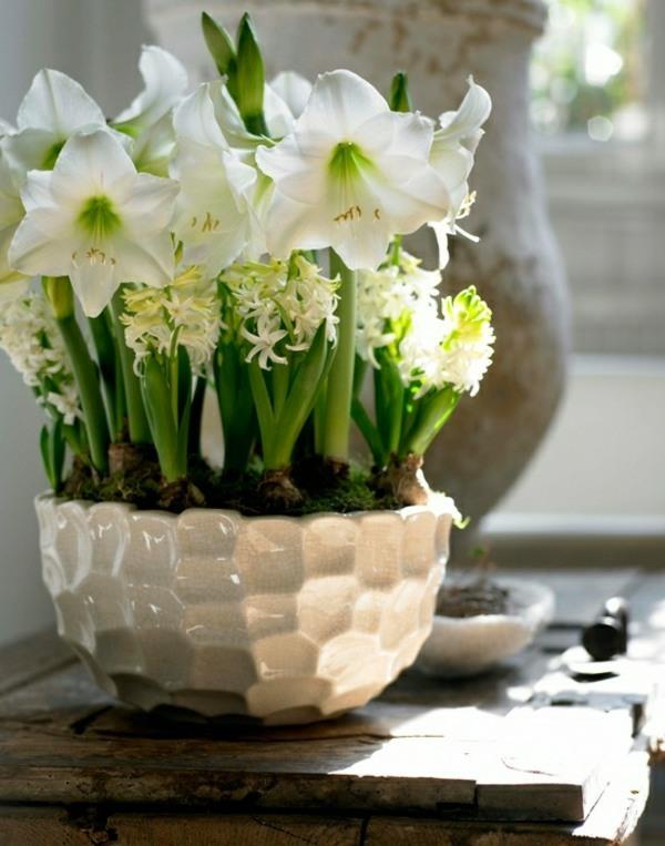 plantes d'intérieur en fleurs plantes en pot jacinthes blanches amaryllis chevalier étoiles