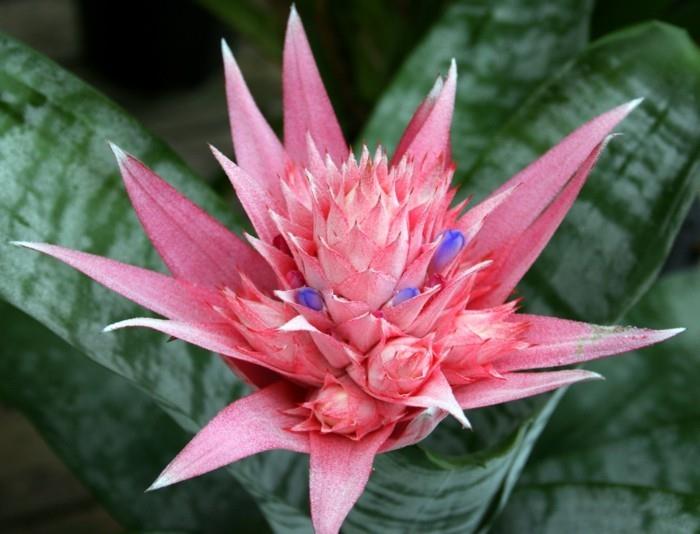 rośliny domowe bromeliady jako piękne przyciągające wzrok we wnętrzu