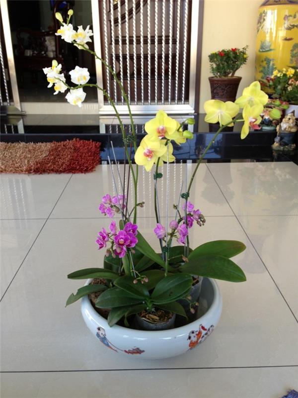 les plantes d'intérieur organisent les orchidées ensemble