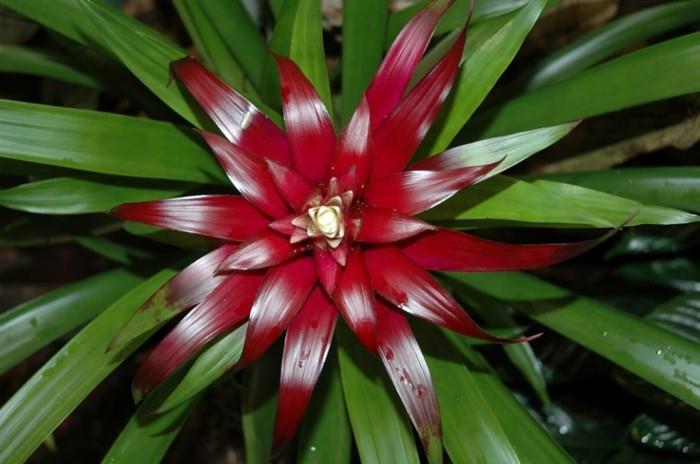 rośliny domowe do dekoracji czerwonej bromeliad