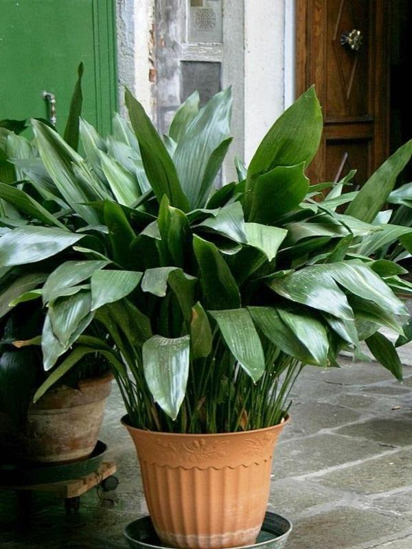 plantes d'intérieur pour pièces sombres palmier cordonnier aspidistra