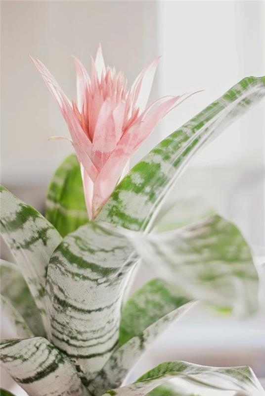 rośliny domowe z pięknymi kwiatami bromelii
