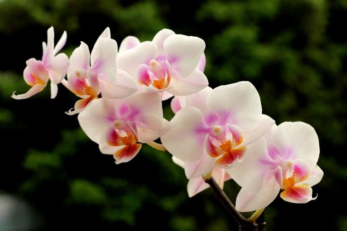 plantes d'intérieur orchidée avec de nombreuses fleurs dans des tons doux