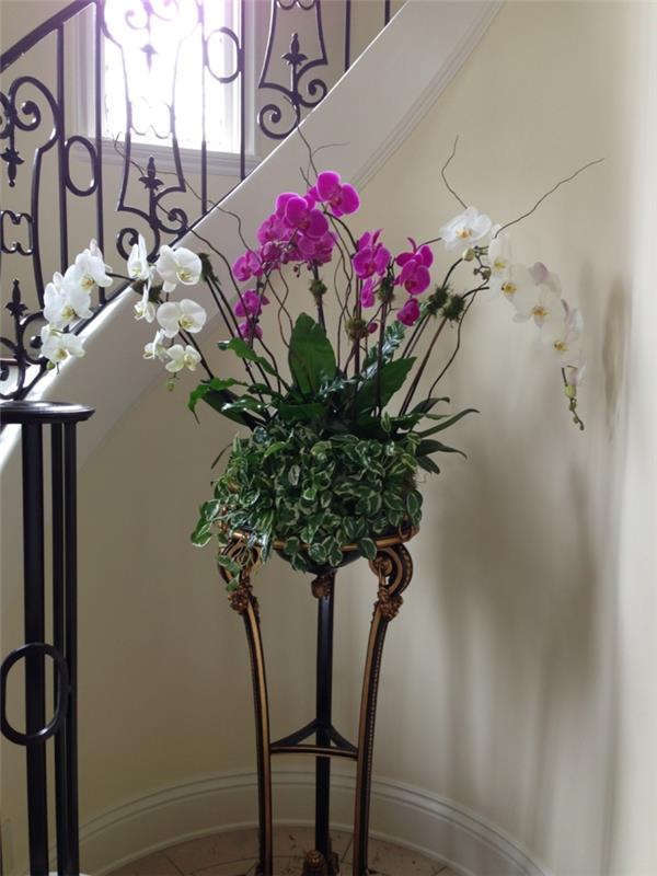 plantes d'intérieur orchidées dans le couloir