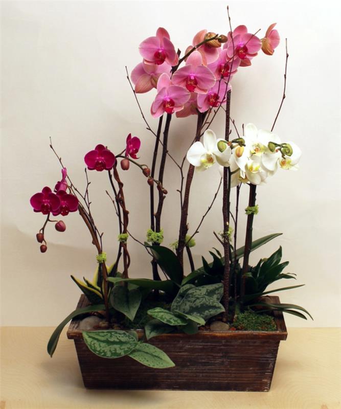 plantes d'intérieur orchidées en rouge