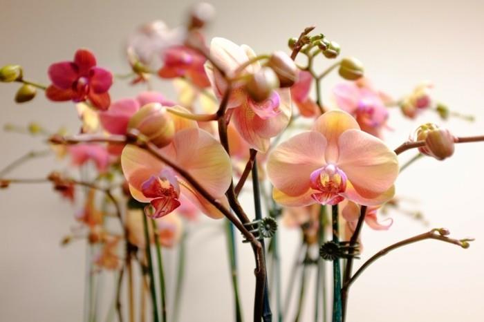 plantes d'intérieur orchidées dans de belles nuances d'orange