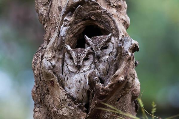 deux hiboux tiges d'arbres